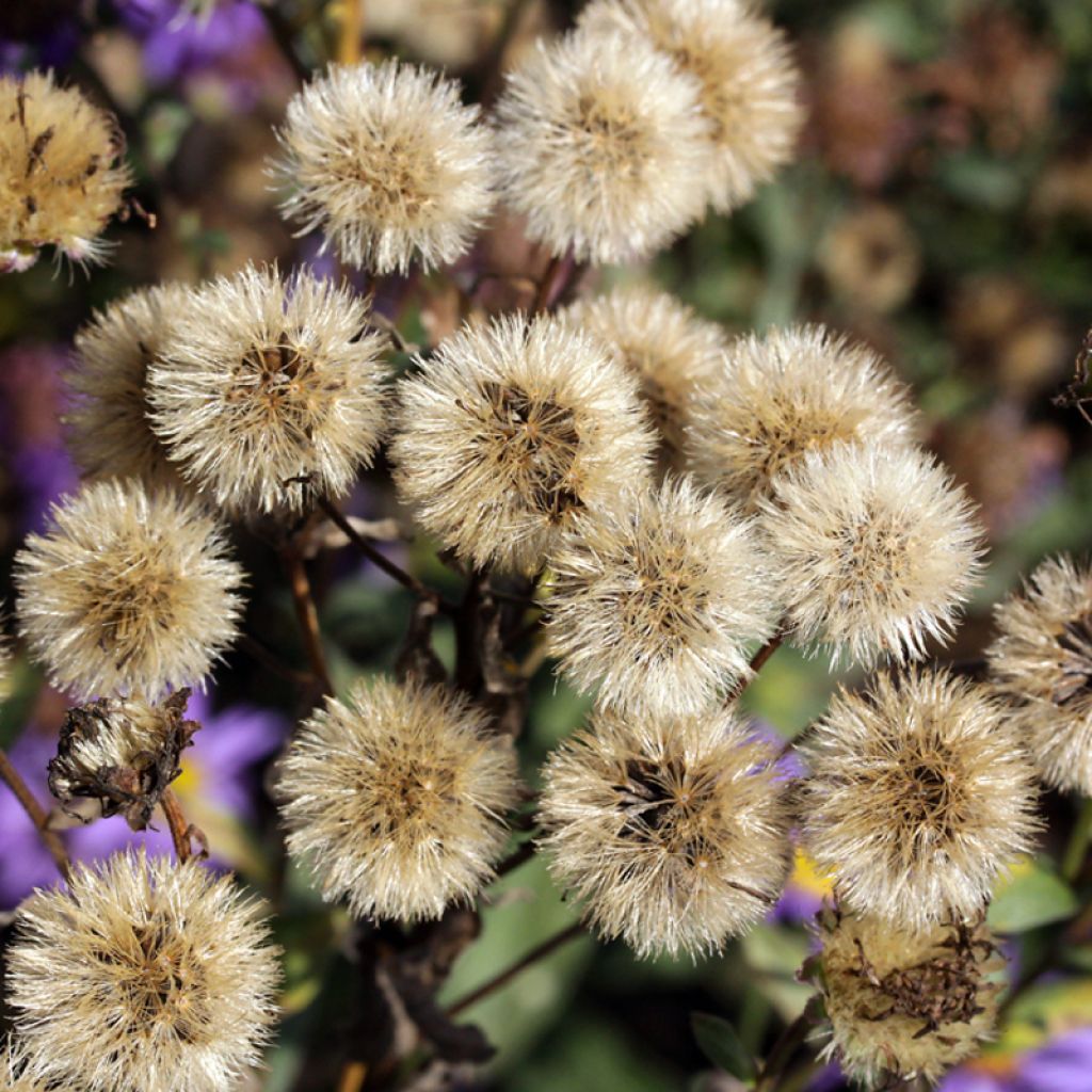 Aster amellus September Glow