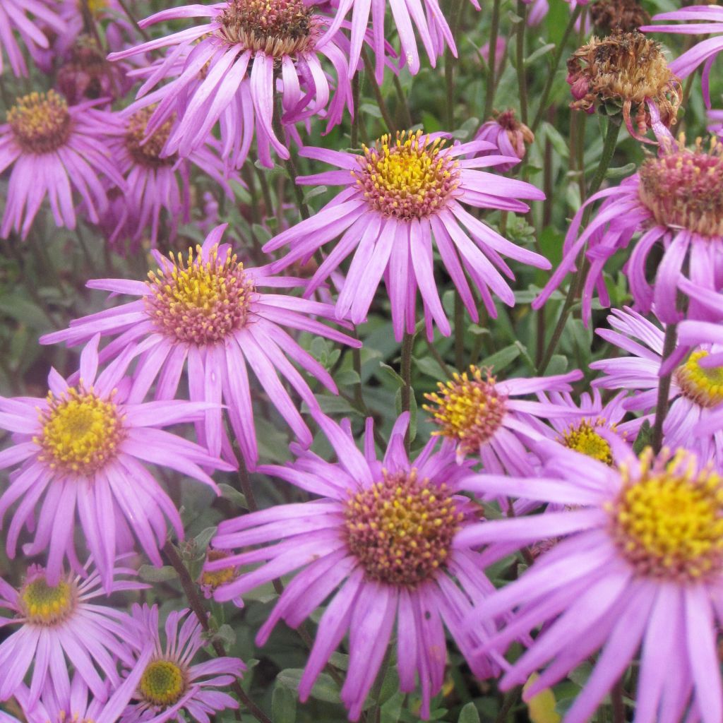 Aster amellus Sonia