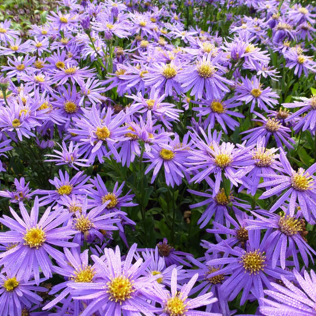 Aster amellus  Sonora - Aster d'été