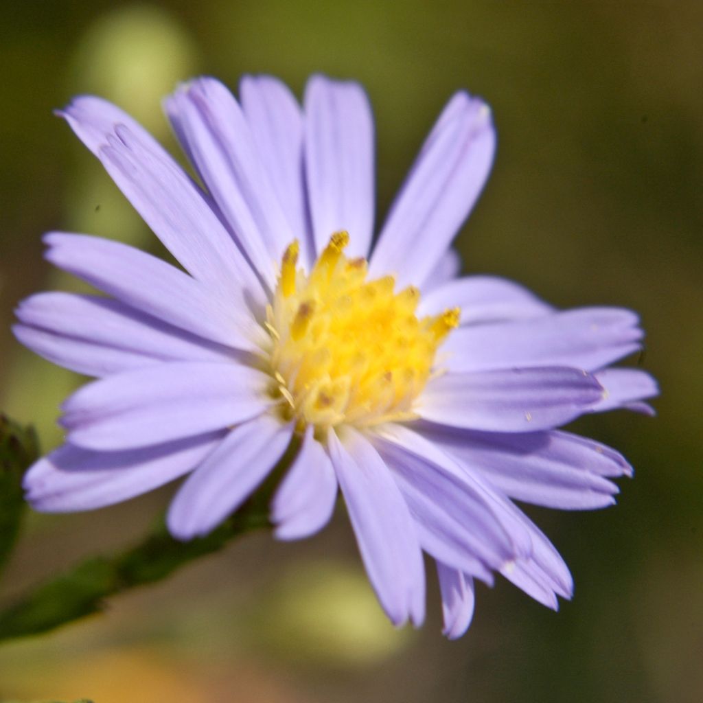 Aster azureus - Azul cielo