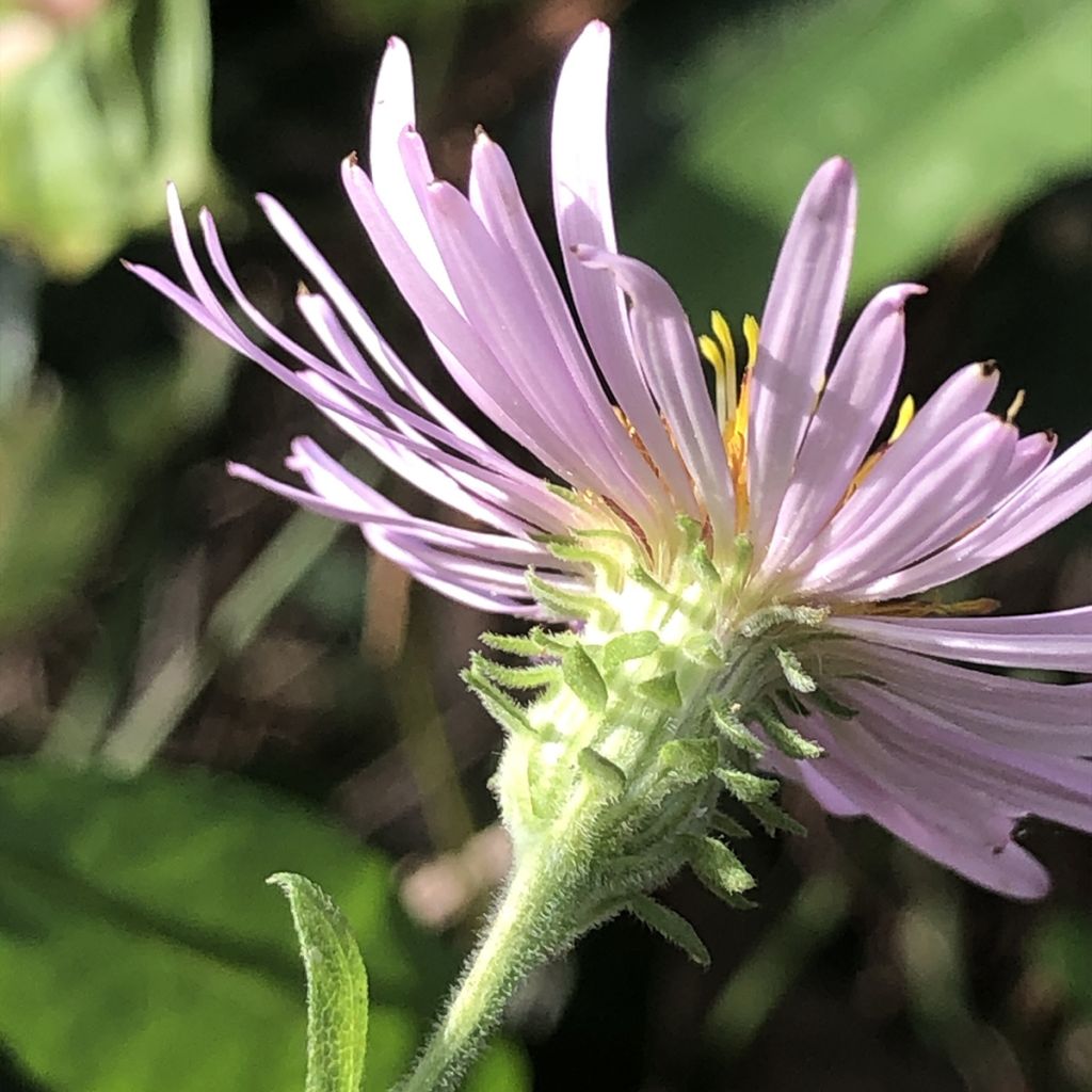 Aster carolinianus