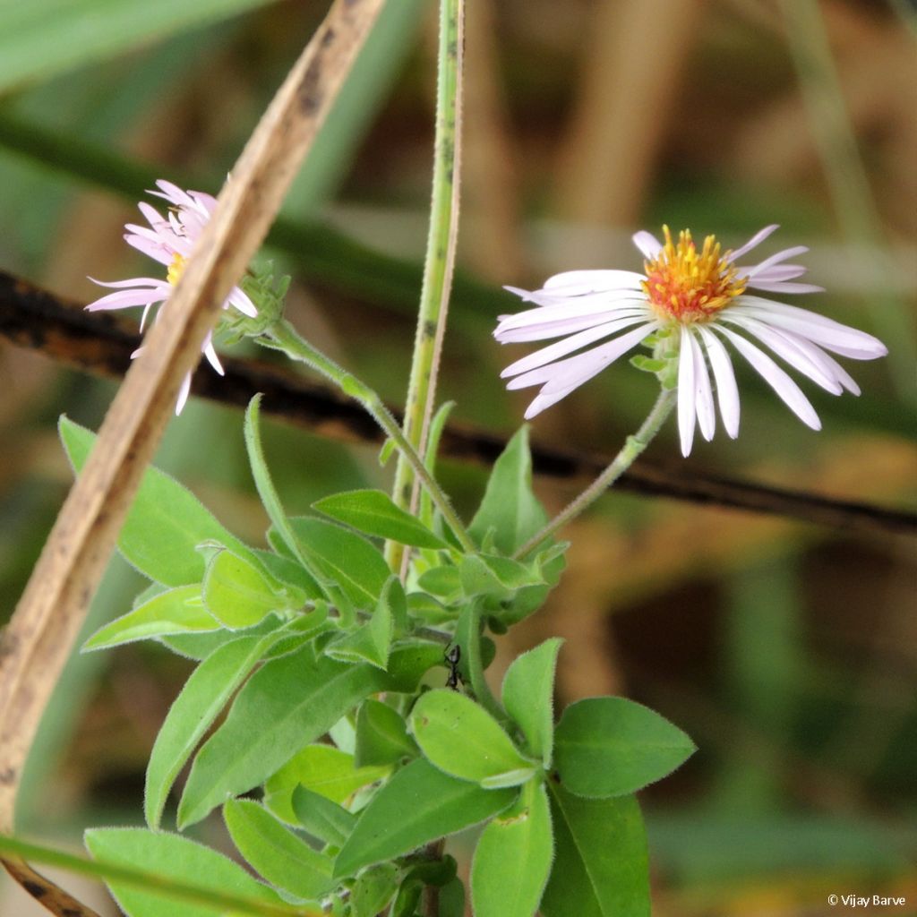 Aster carolinianus