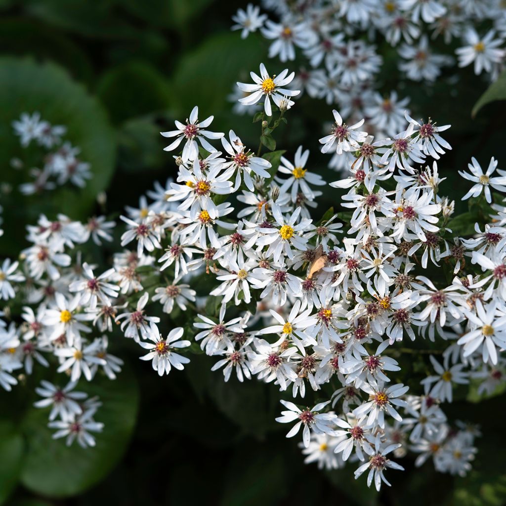 Aster divaricatus