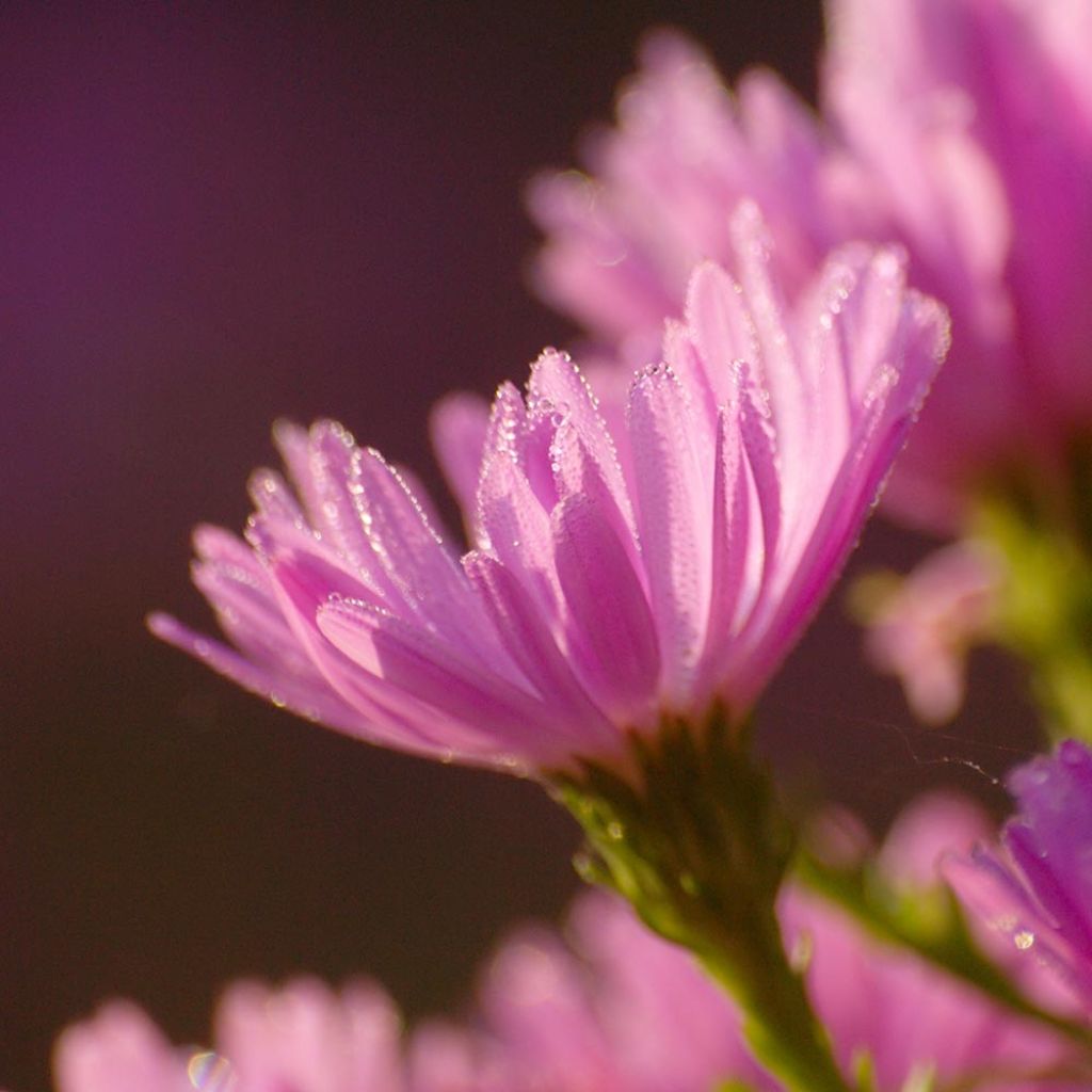 Aster dumosus Anneke