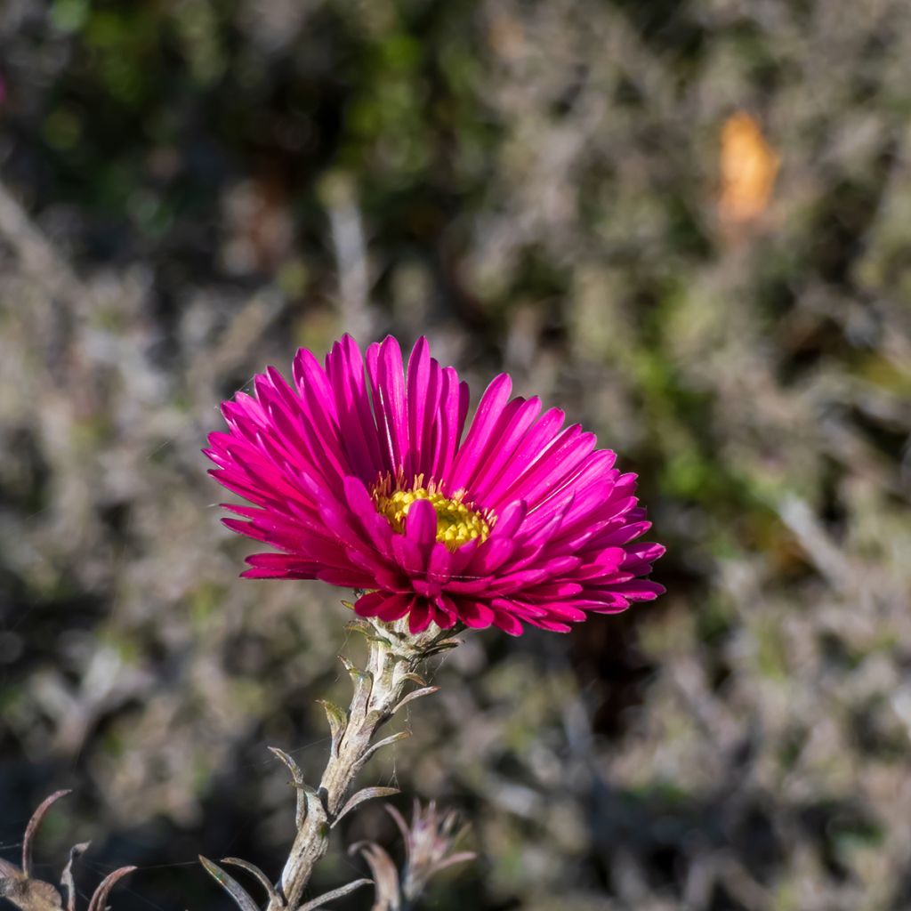 Aster dumosus Jenny