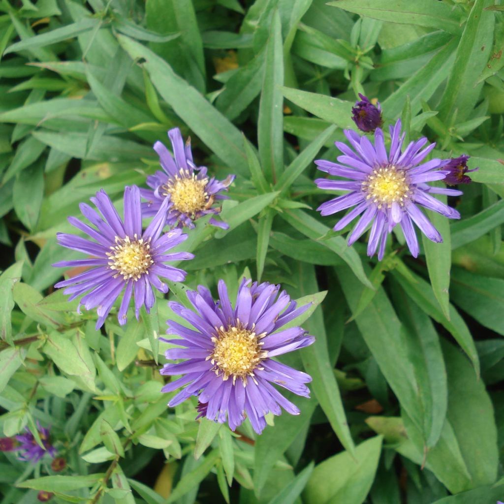 Aster dumosus Samoa - Aster nain d'automne violet