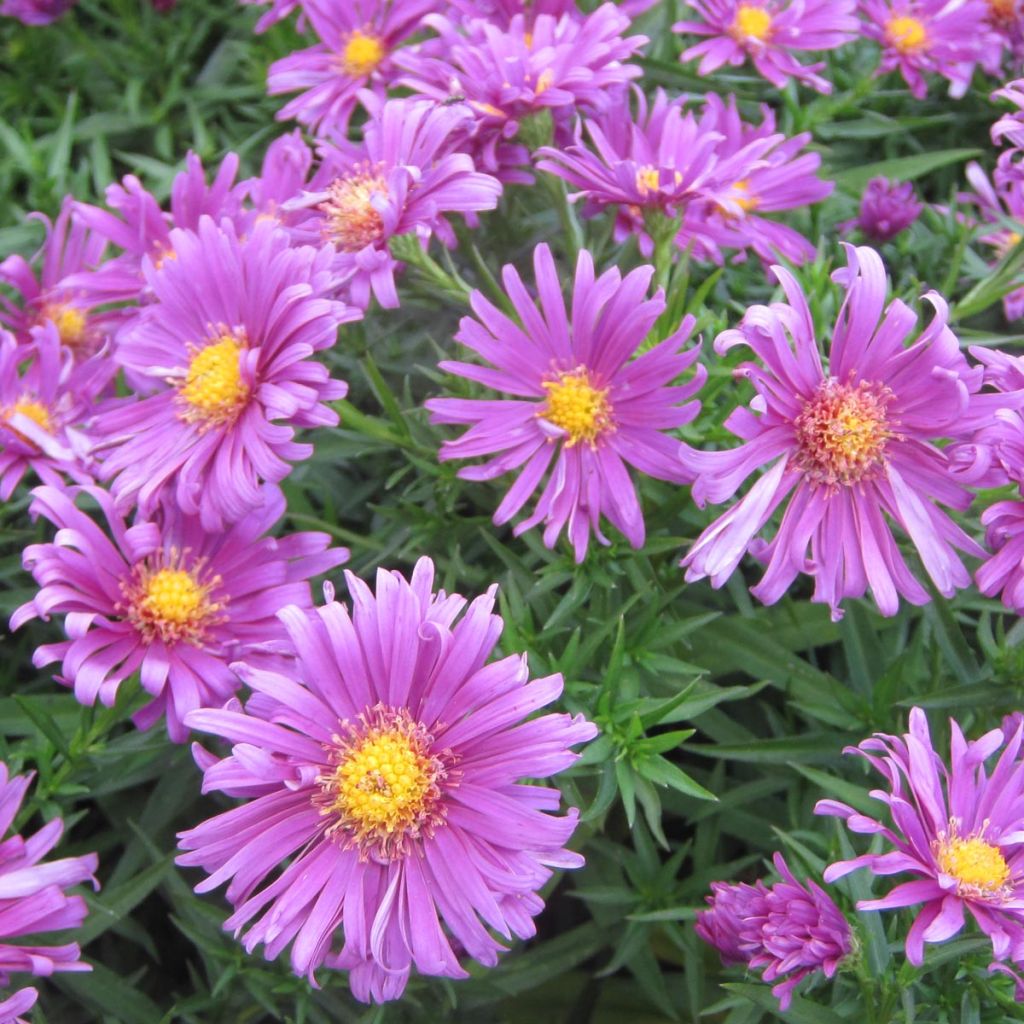 Aster dumosus Tonga - Aster nain 