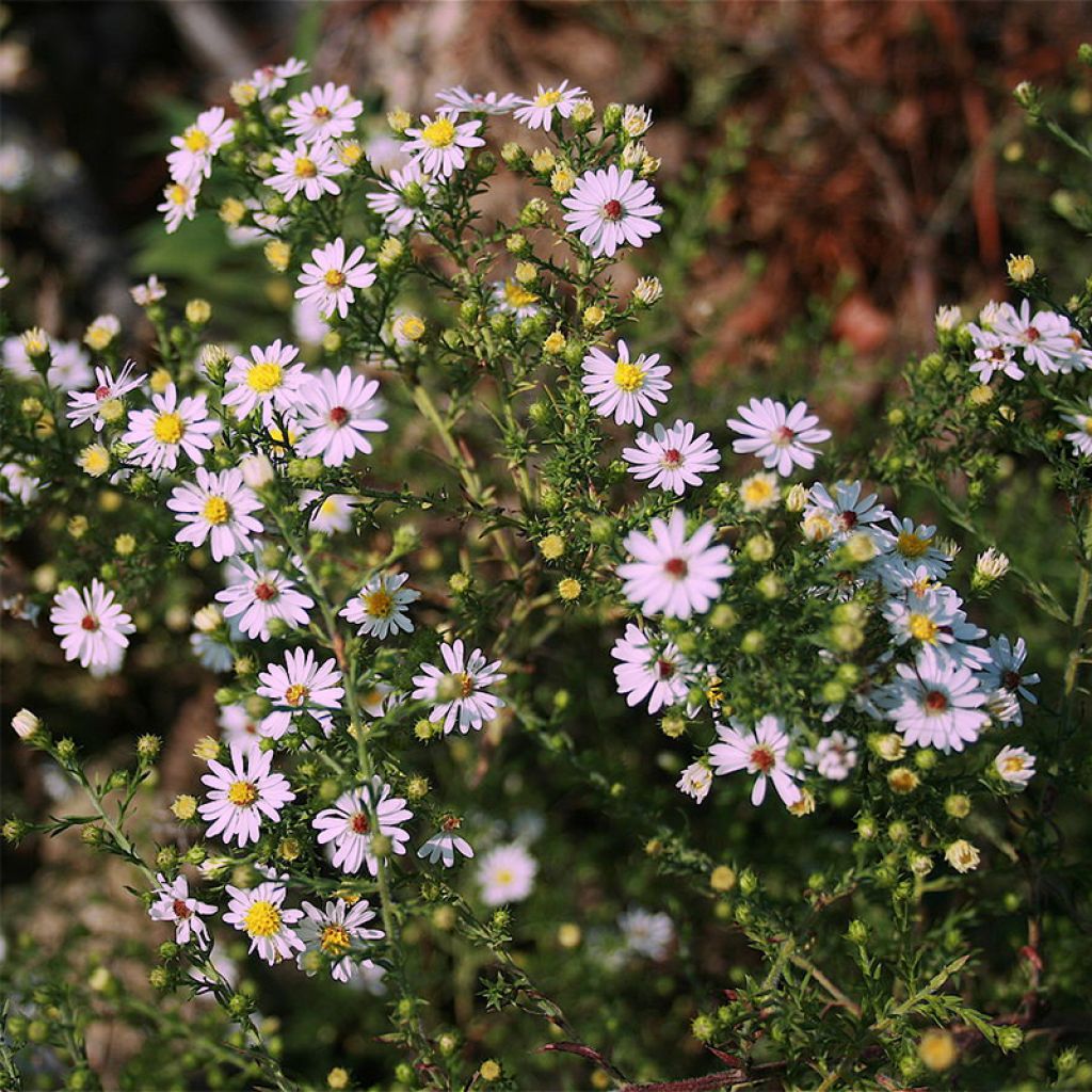 Aster ericoïdes Pink Cloud