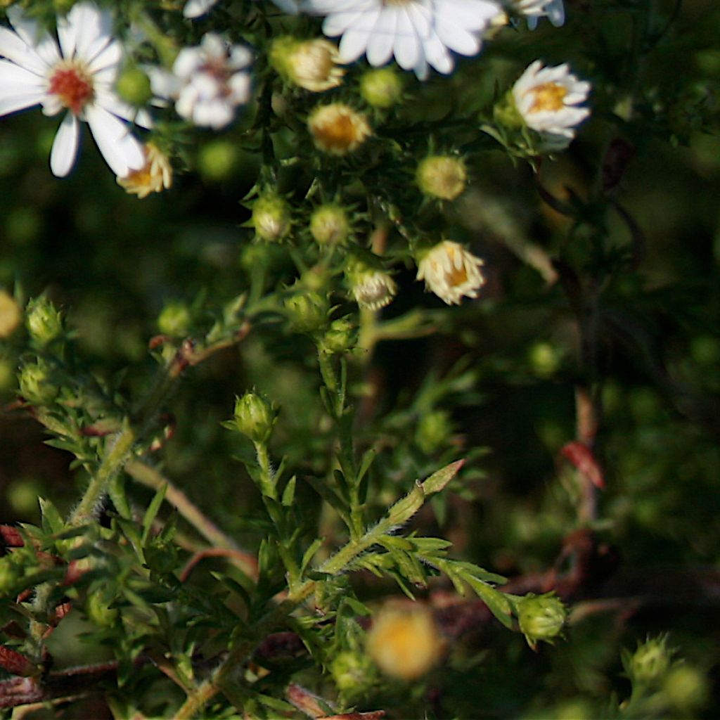 Aster ericoides