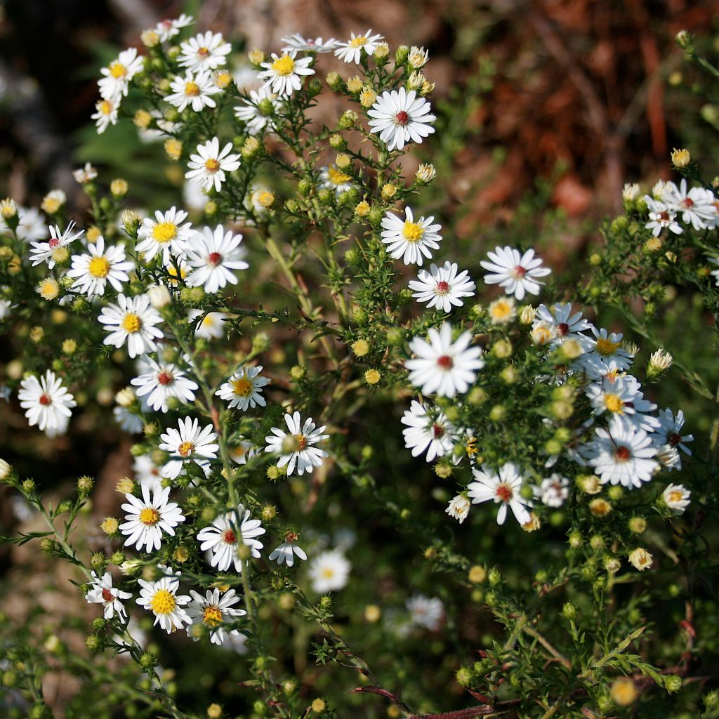 Aster ericoides