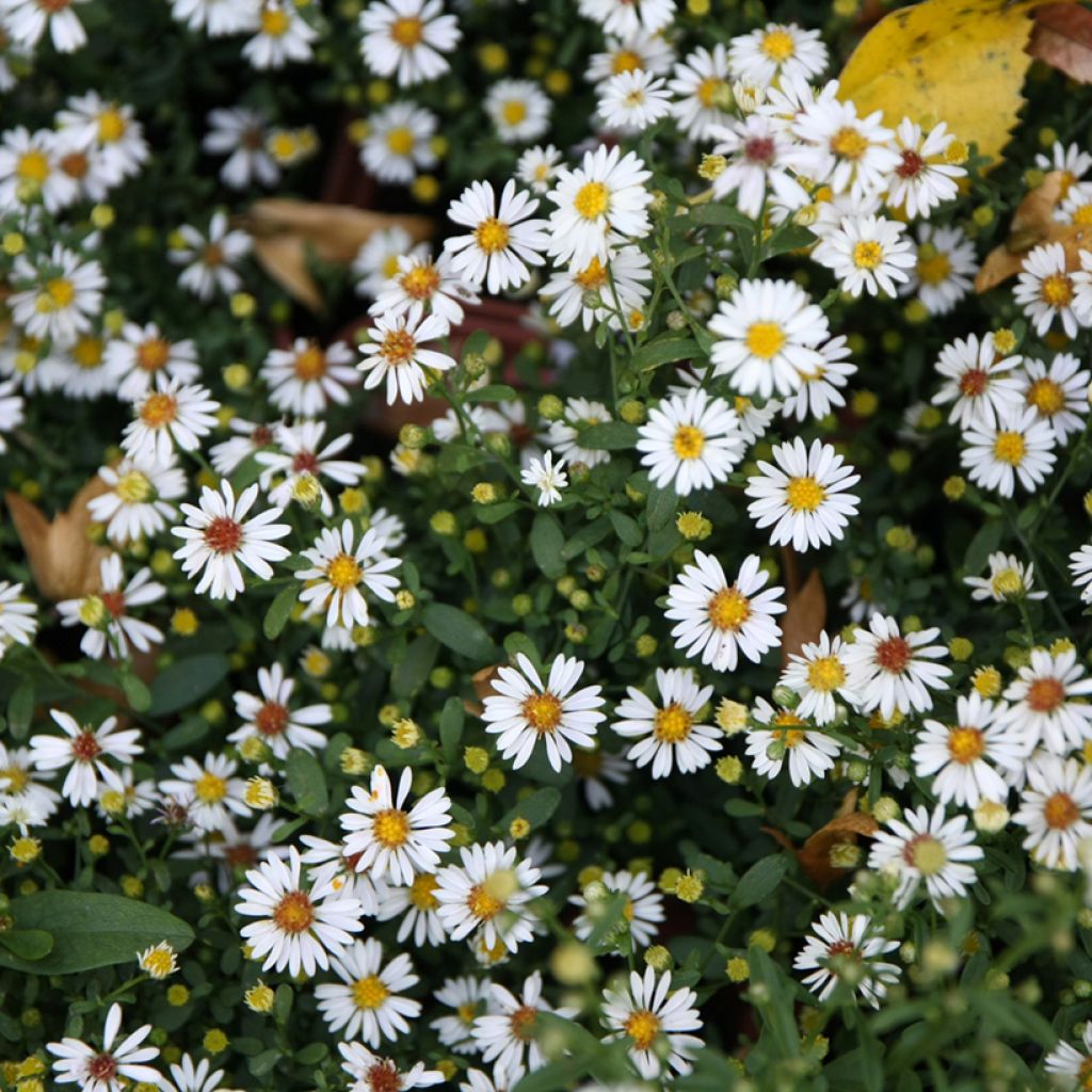 Aster ericoides