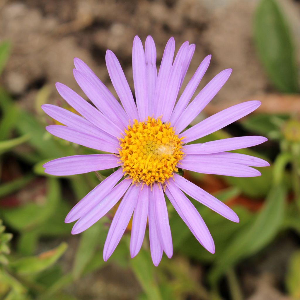 Aster farreri