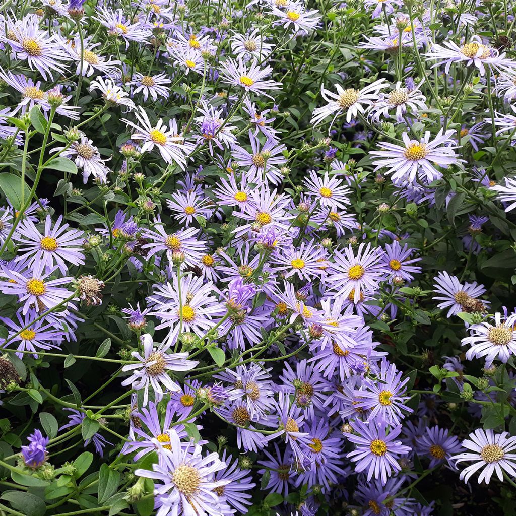 Aster laevis