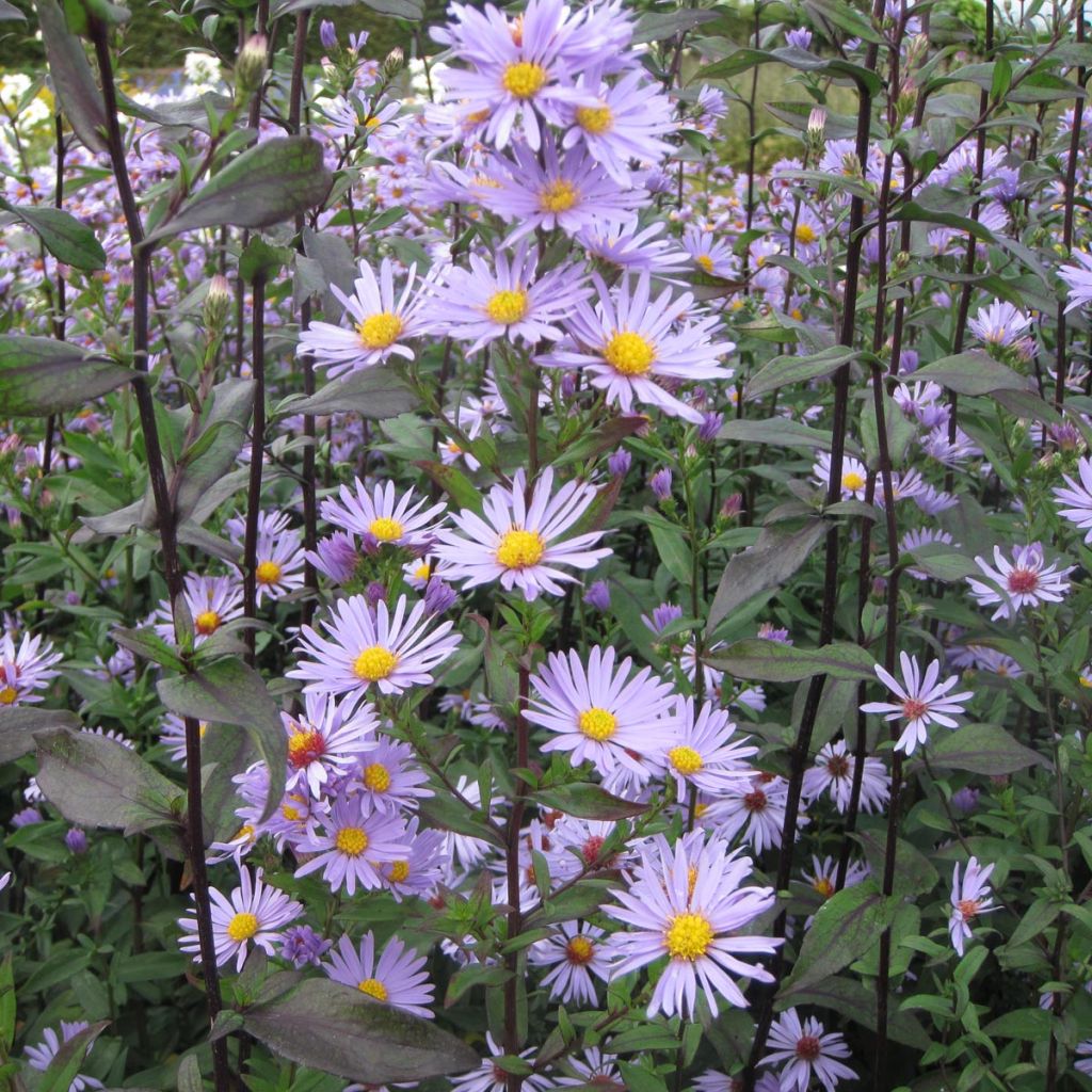 Aster laevis Calliope - Aster géant d'automne