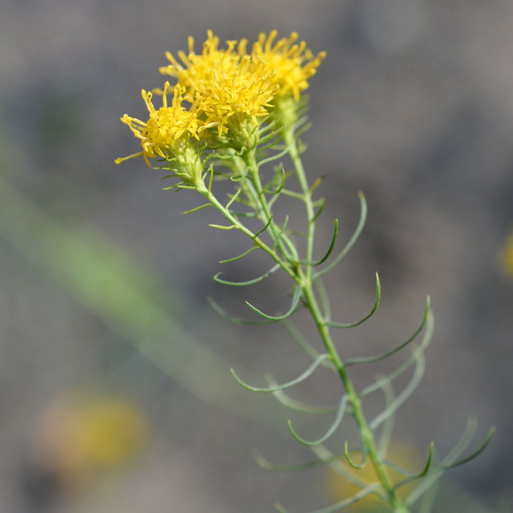 Aster linosyris