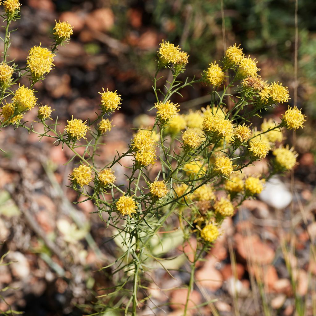 Aster linosyris