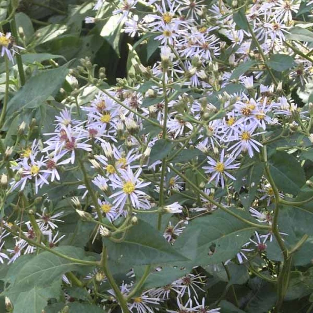 Aster macrophyllus