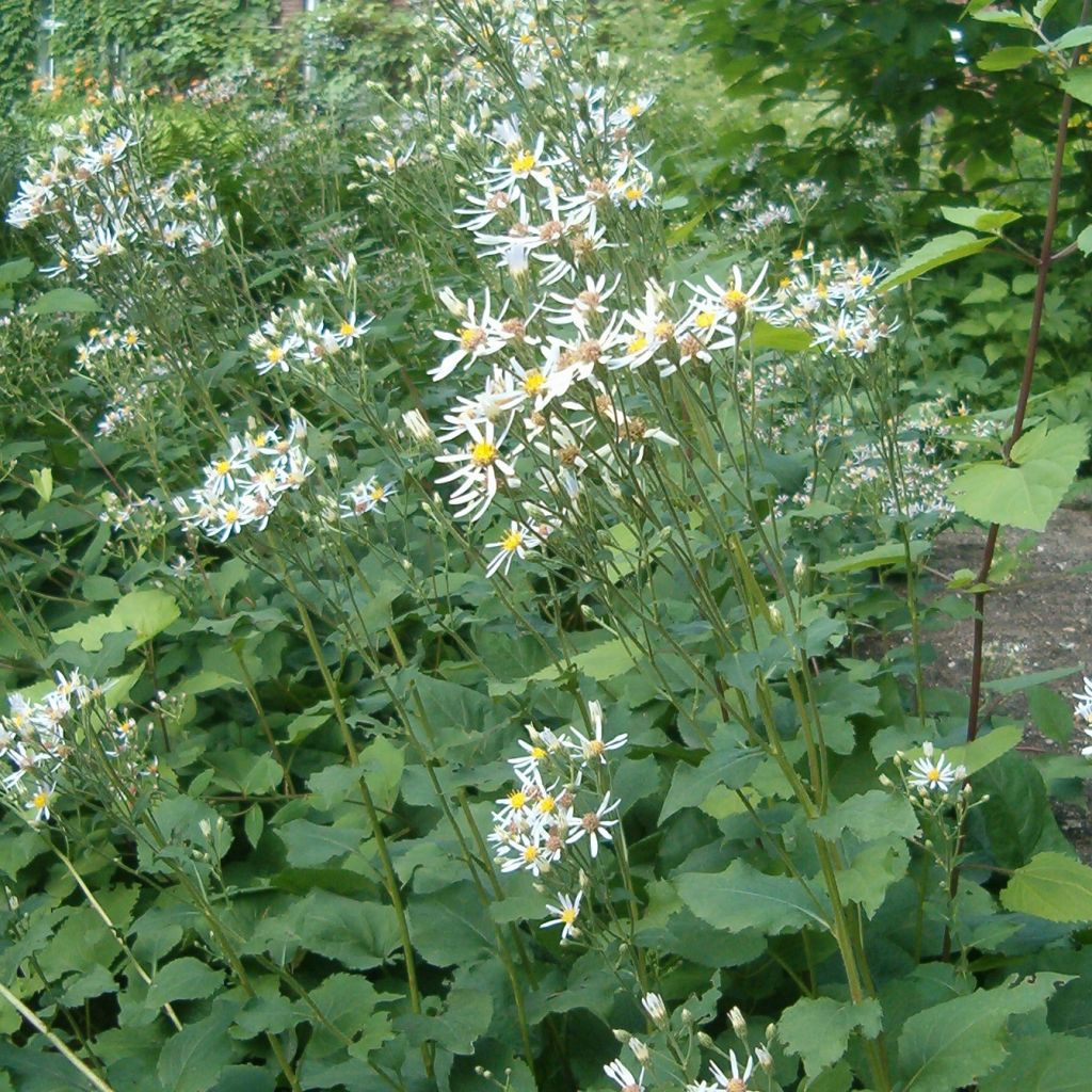 Aster macrophyllus