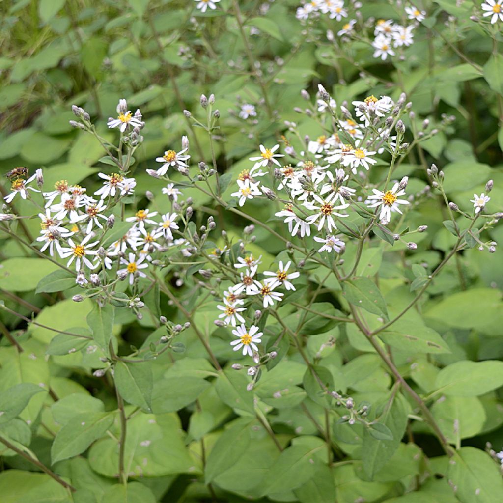 Aster macrophyllus