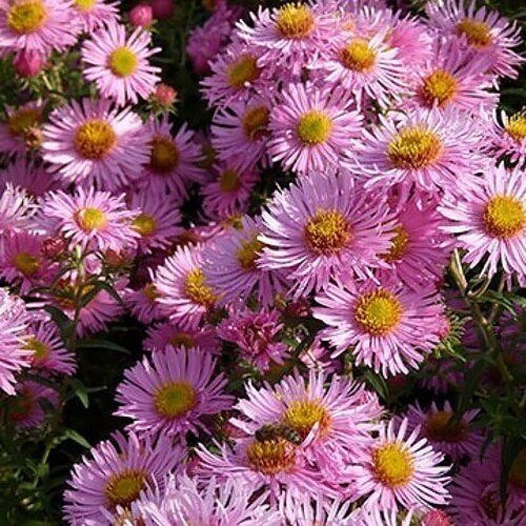 Aster novae-angliae Annabelle de Chazal