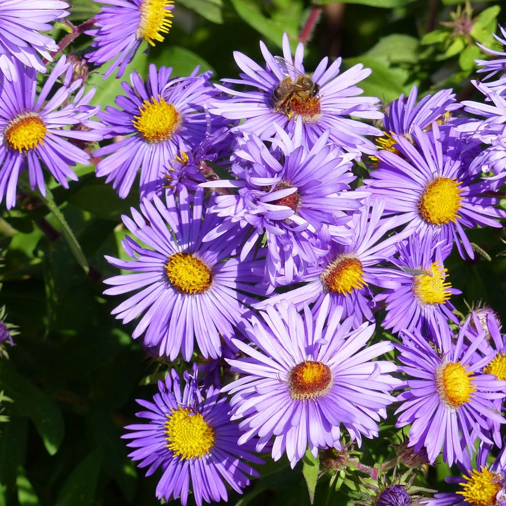 Aster novae angliae Barrs Blue - Aster grand d'automne