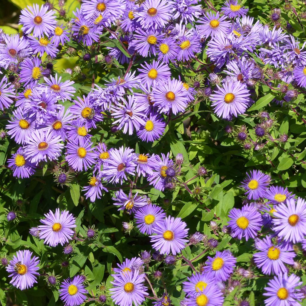 Aster novae angliae Barrs Blue - Aster grand d'automne