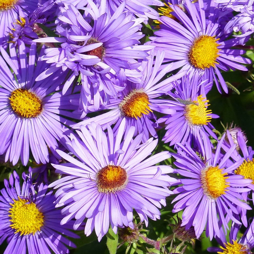 Aster novae angliae Barrs Blue - Aster grand d'automne