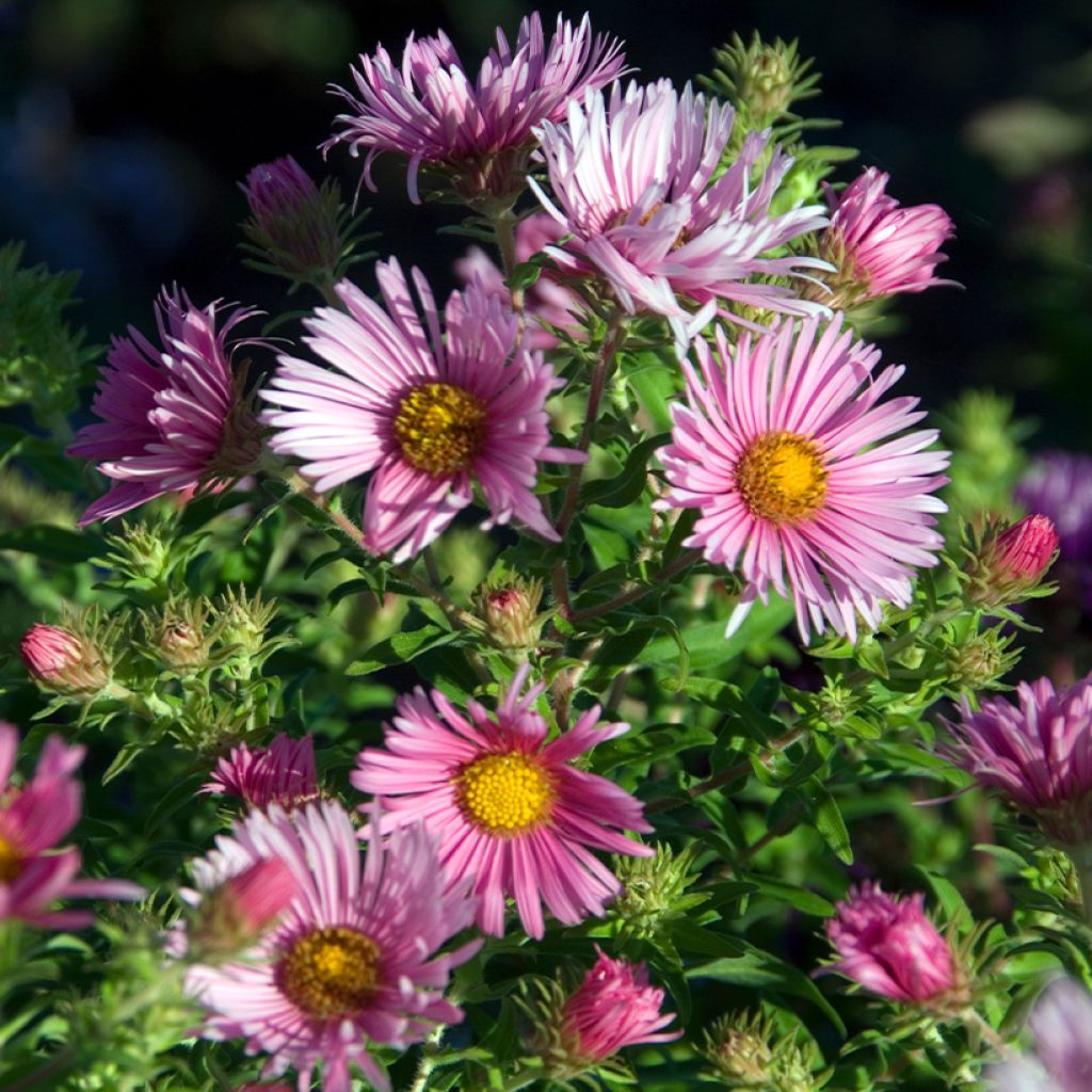 Aster novae-angliae Madame Loyau