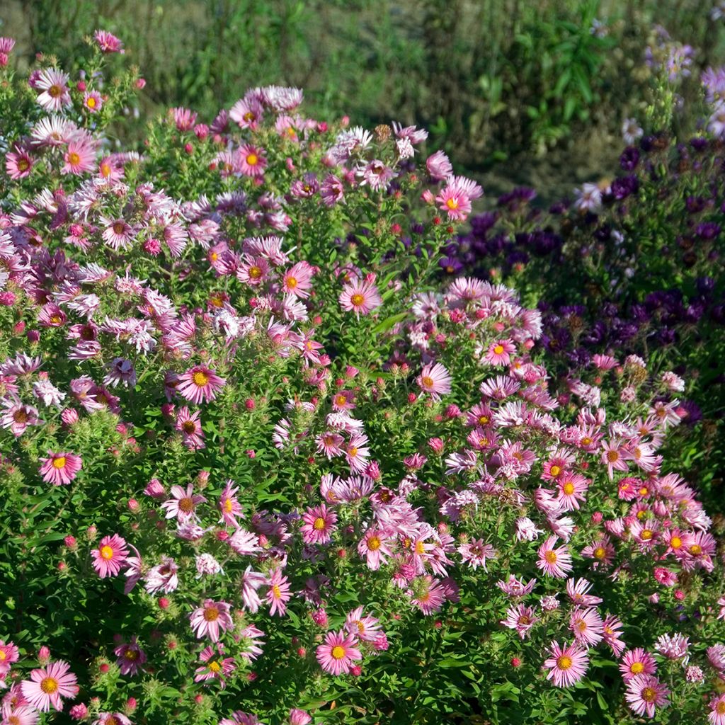 Aster novae-angliae Madame Loyau