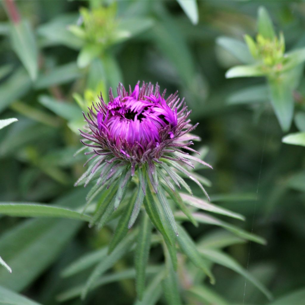 Aster novae-angliae Purple Dome