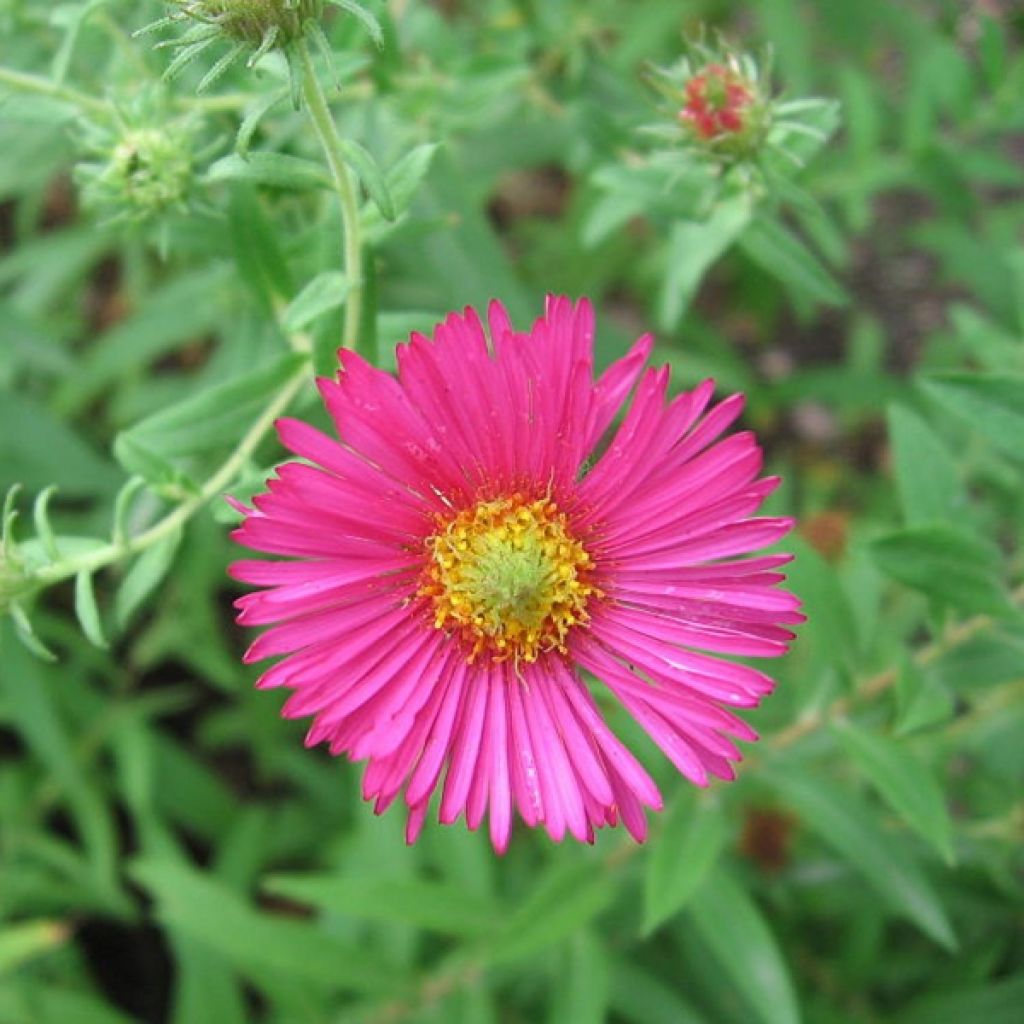 Aster novae-angliae Andenken an Alma Pötschke