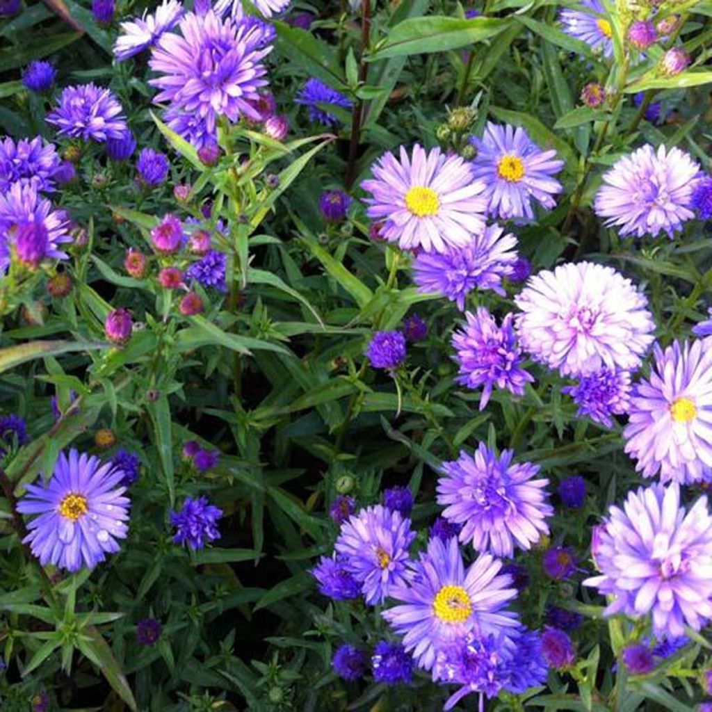 Aster novi-belgii Dauerblau