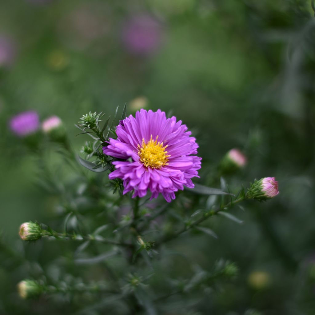 Aster novi-belgii Karmin Kuppel