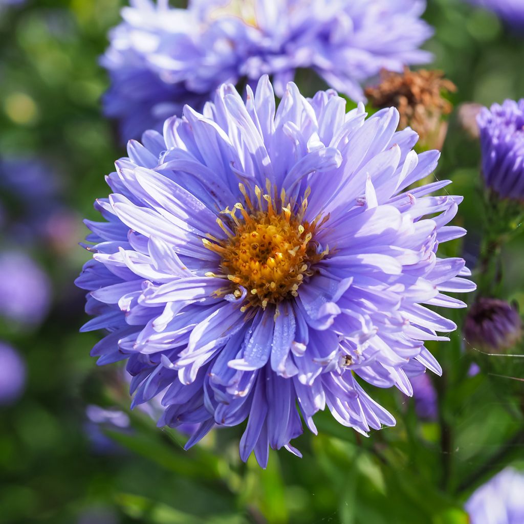 Aster novi-belgii Marie Ballard