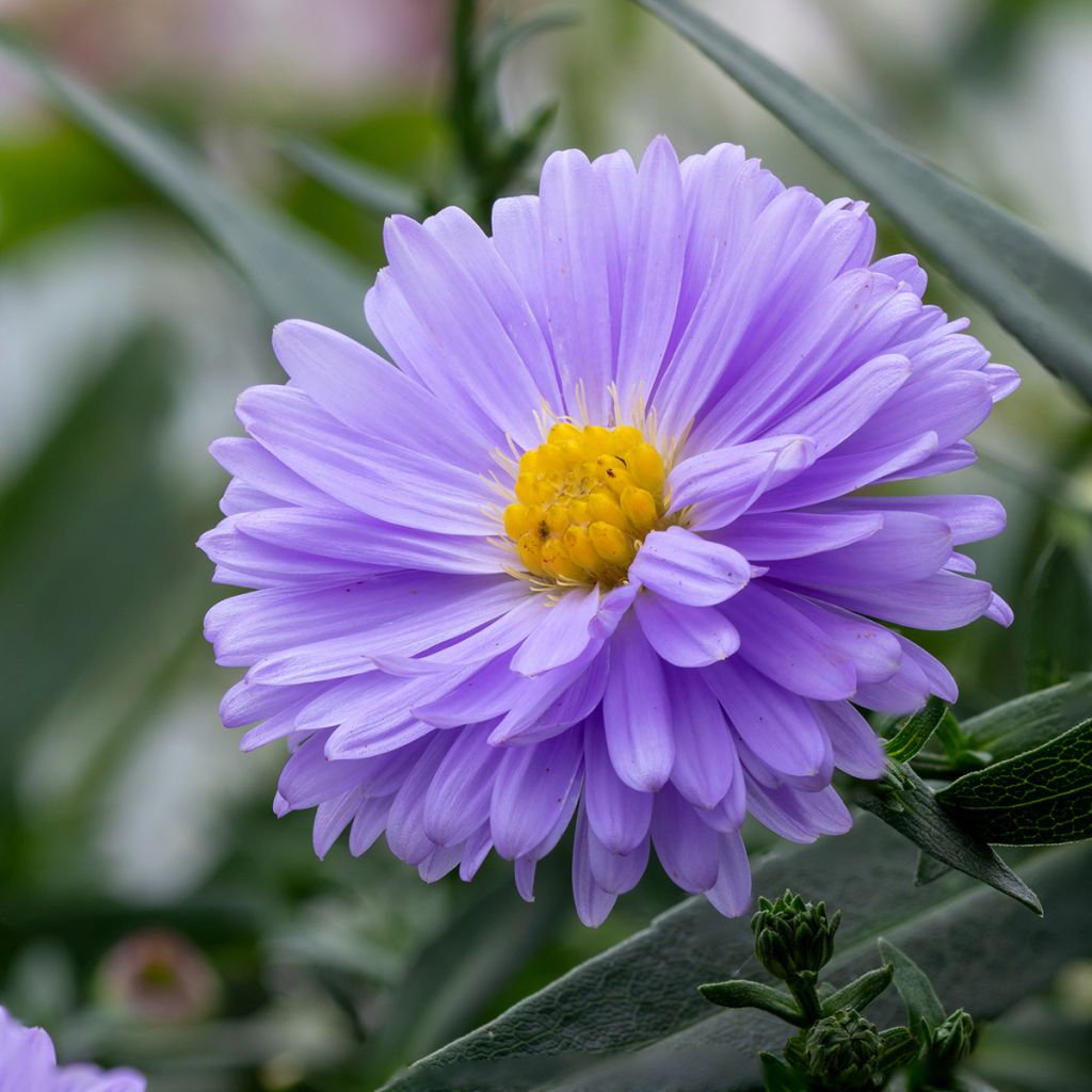 Aster novi-belgii Marie Ballard