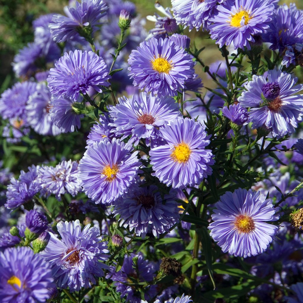 Aster novi-belgii Marie Ballard