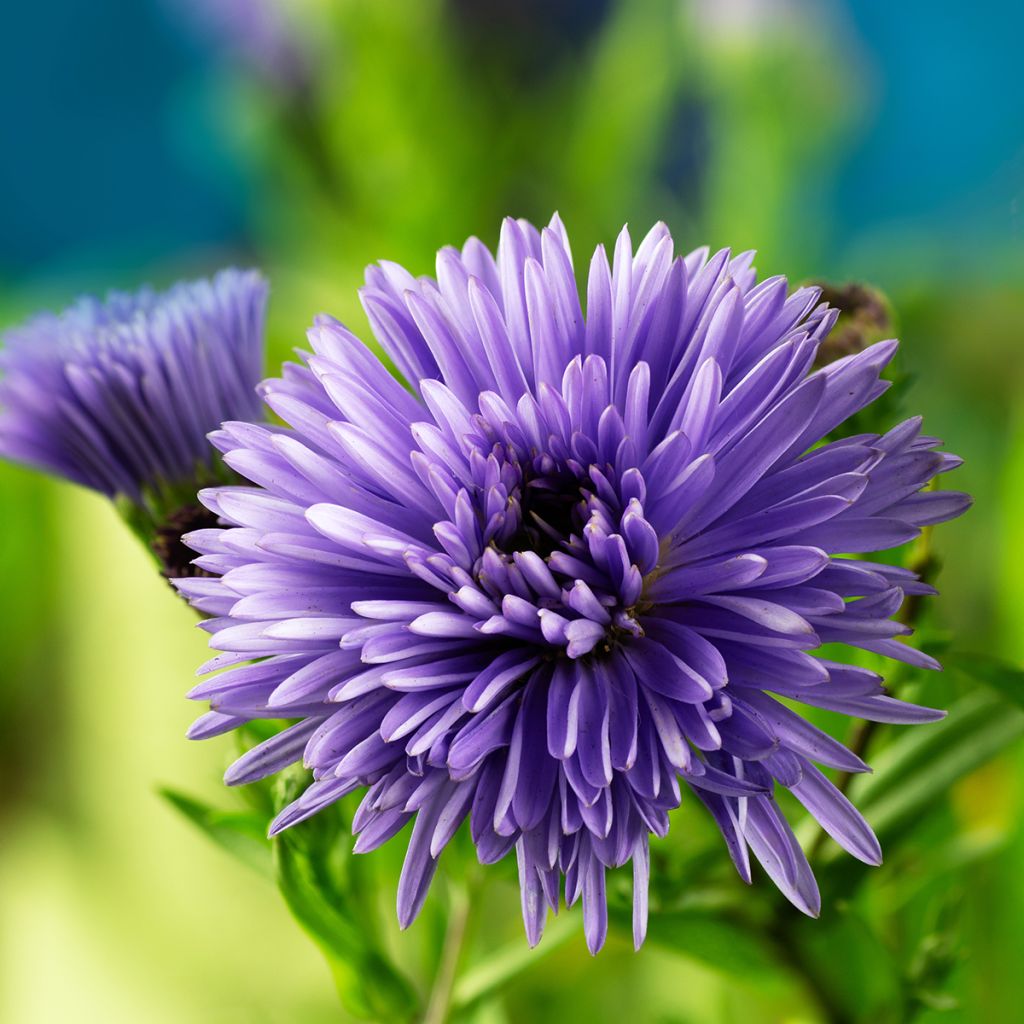 Aster novi-belgii Marie Ballard