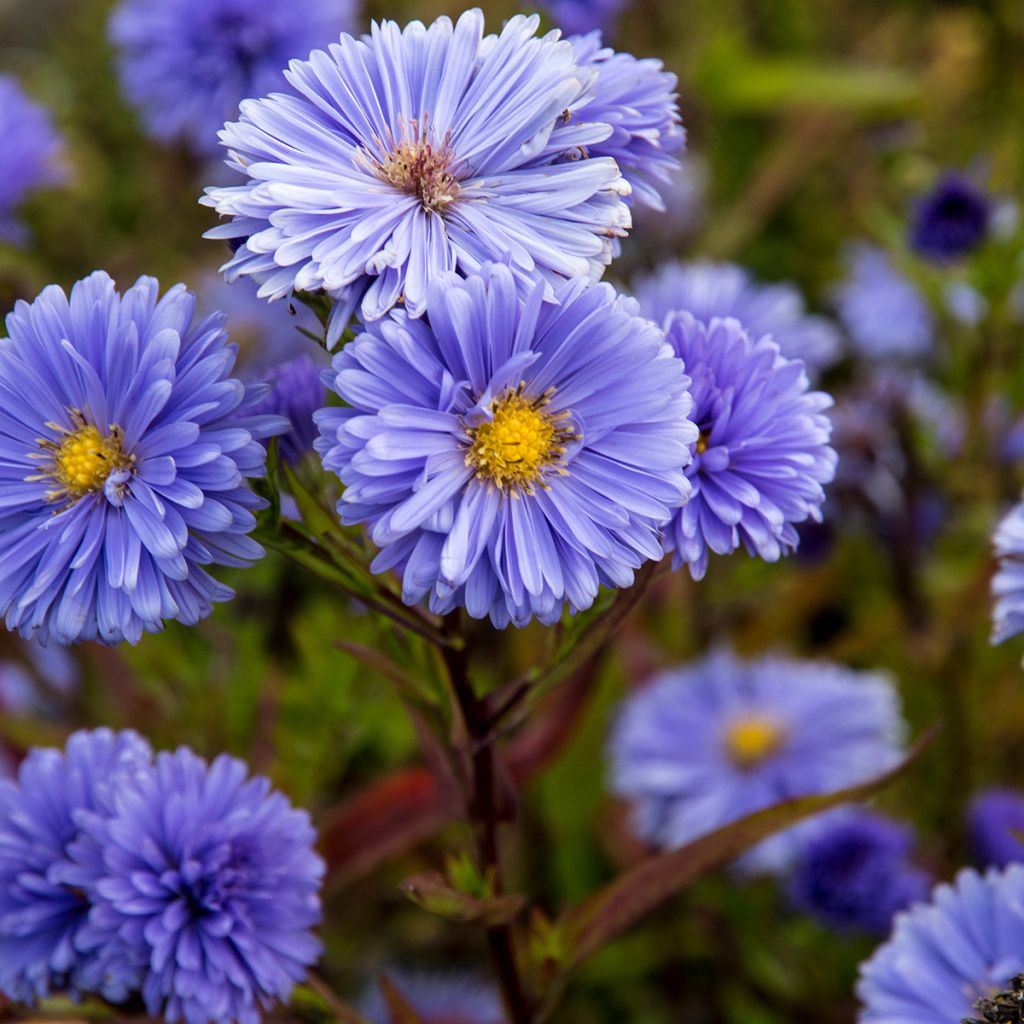 Aster novi-belgii Marie Ballard