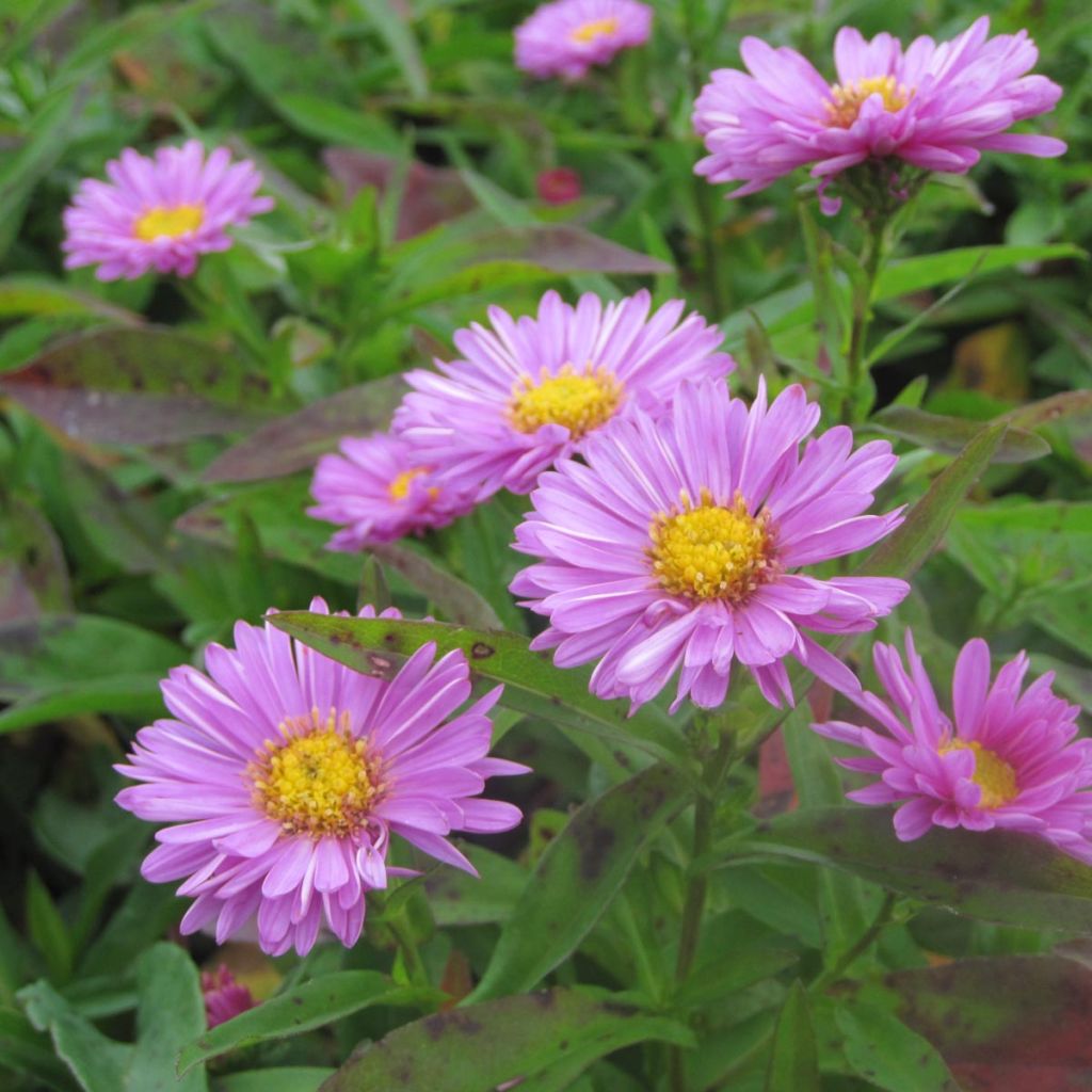 Aster novi-belgii Patricia Ballard - Aster grand d’automne