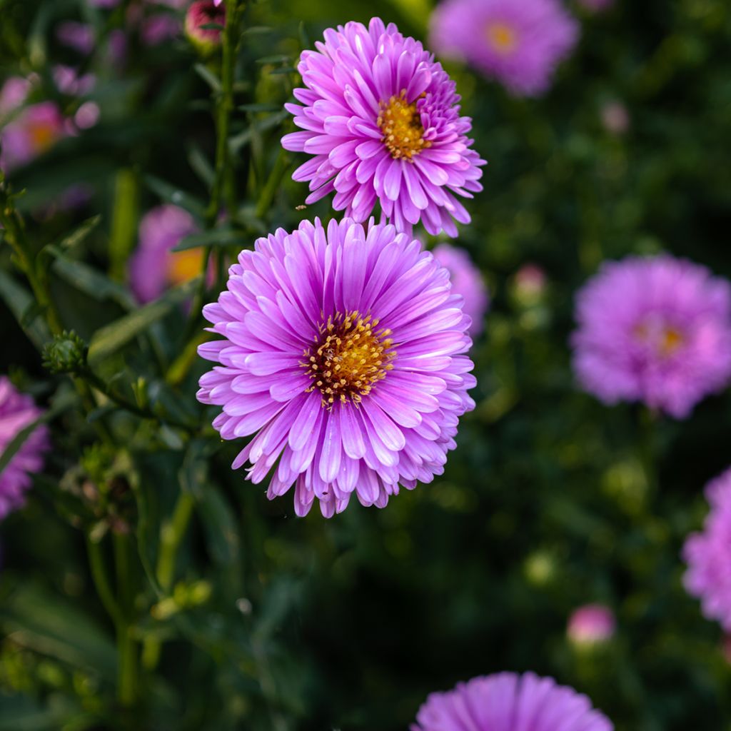 Aster novi-belgii Patricia Ballard