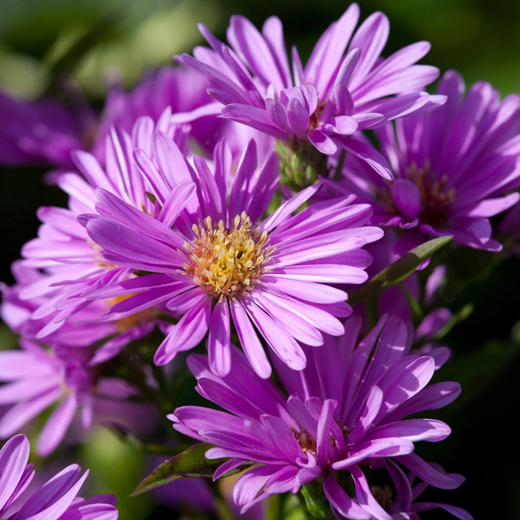 Aster novi-belgii Patricia Ballard