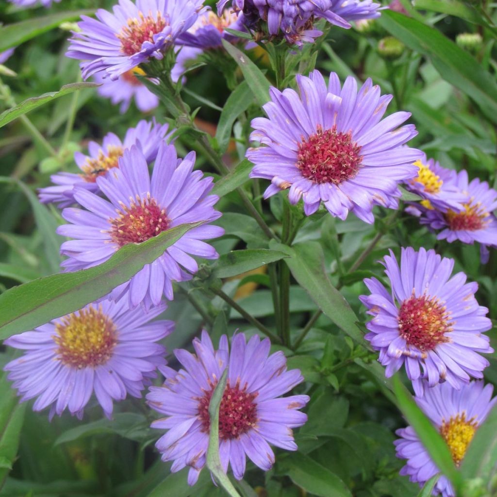 Aster novi-belgii Reitlingstal - Aster grand d’automne