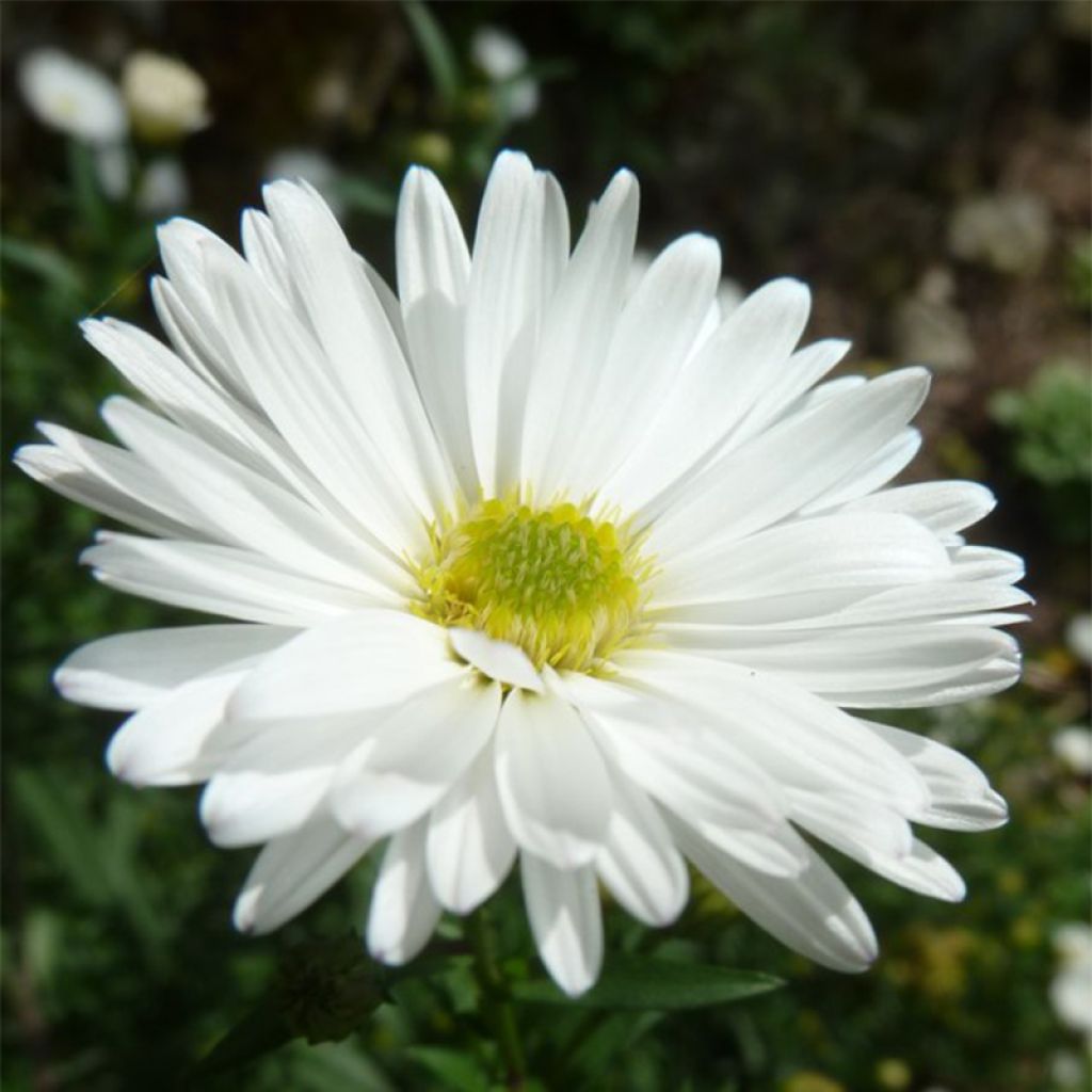 Aster novi-belgii White Lady