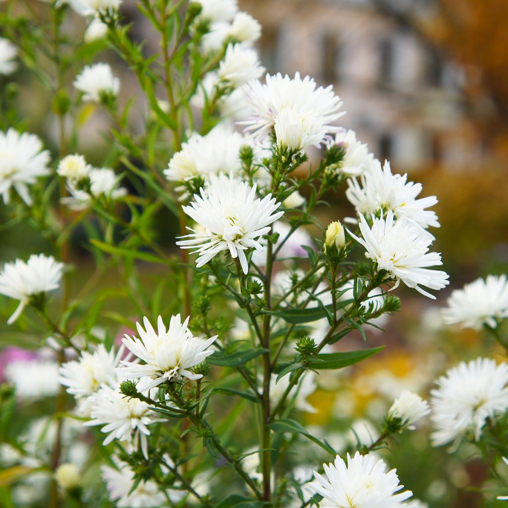 Aster novi-belgii White Lady