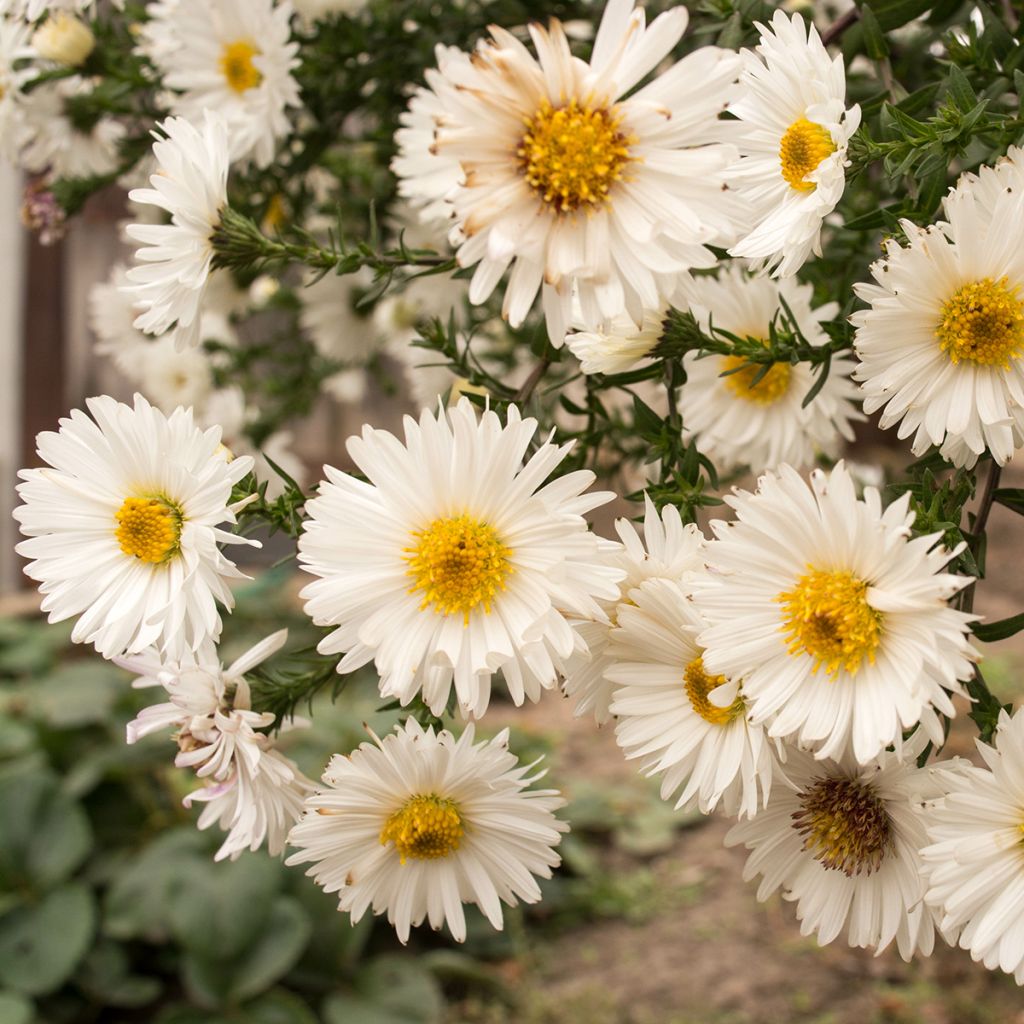 Aster novi-belgii White Lady