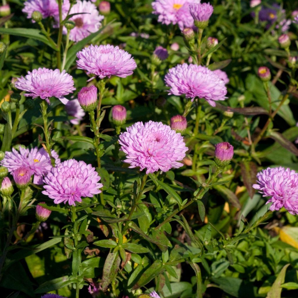 Aster novi-belgii Rosenponpon - Aster grand d’automne