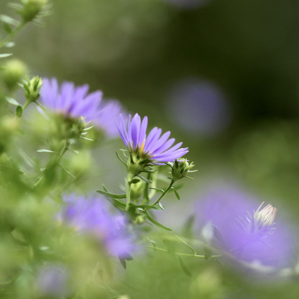 Aster oblongifolius October Skies - Symphyotrichum oblongifolium