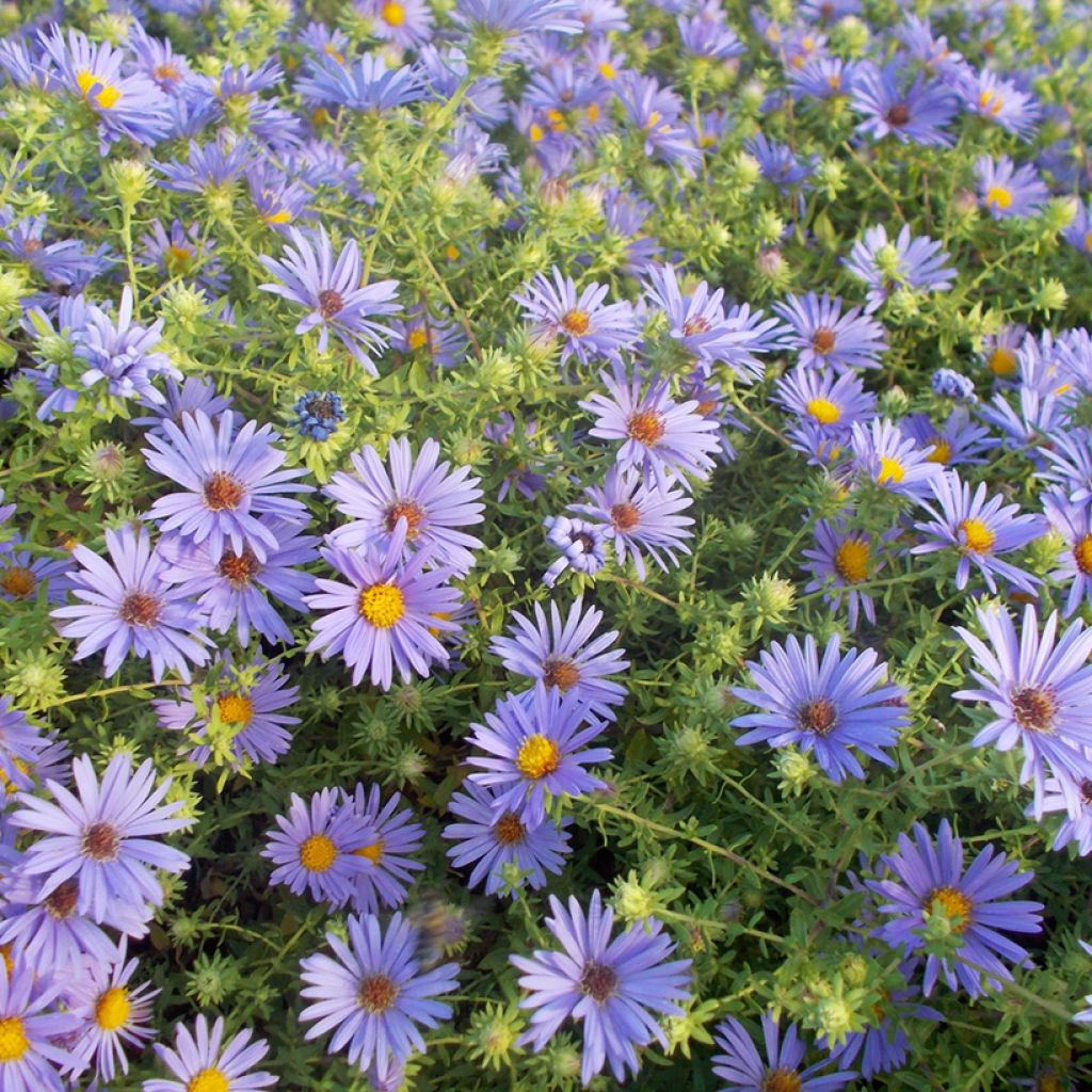 Aster oblongifolium October Skies