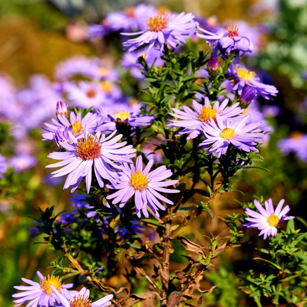 Aster oblongifolius October Skies - Symphyotrichum oblongifolium