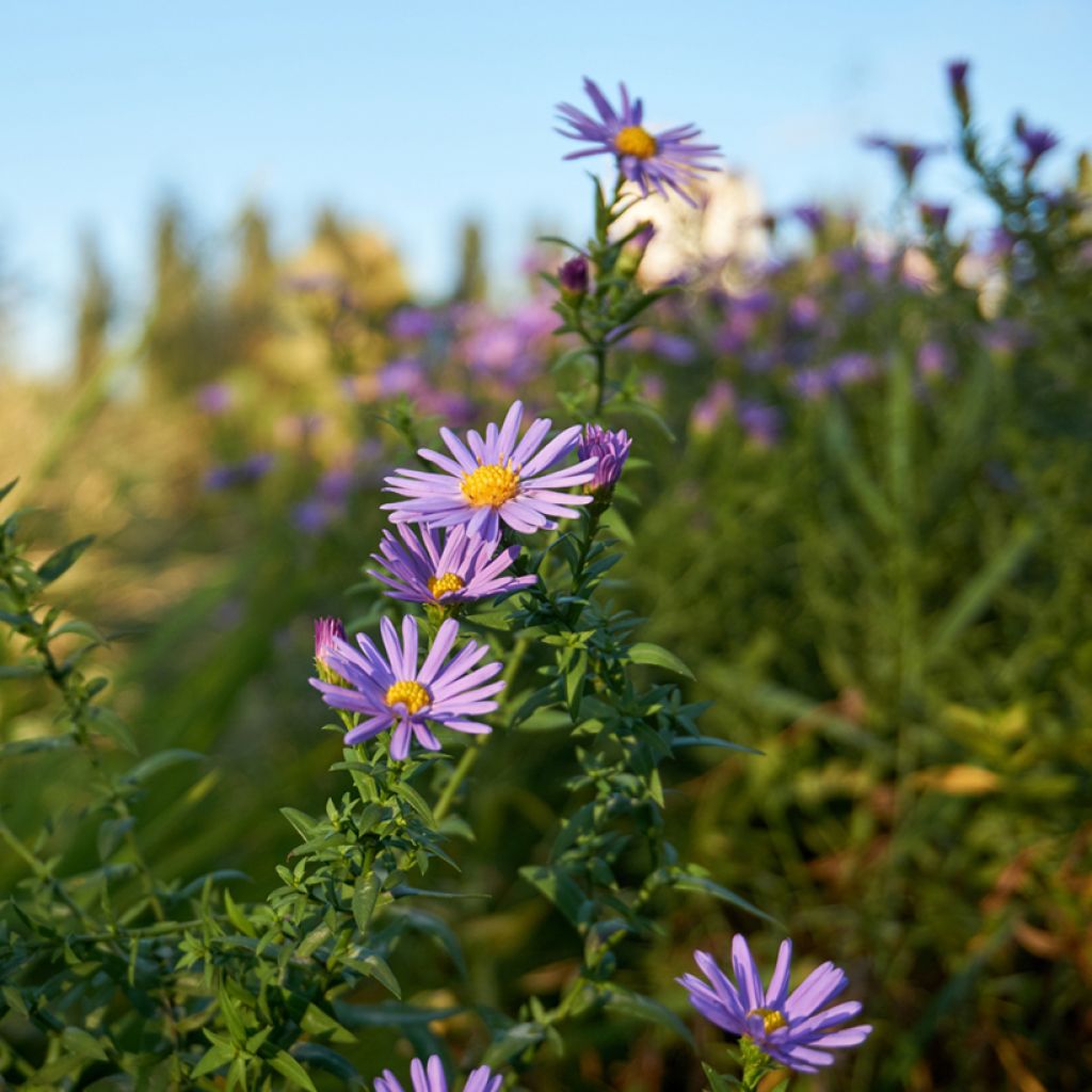 Aster oblongifolium October Skies